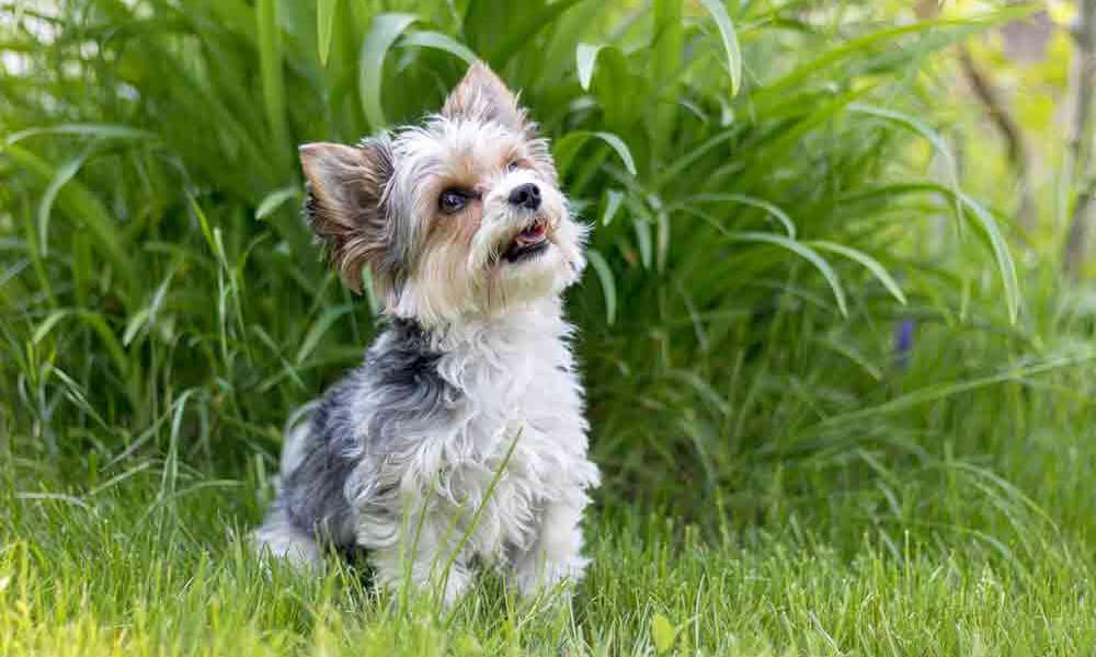 Biewer yorkshire terrier fajta leírása