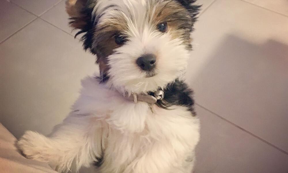 Yorkie kutya kölyök