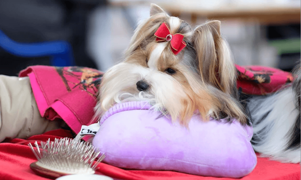 Yorkie ápolása