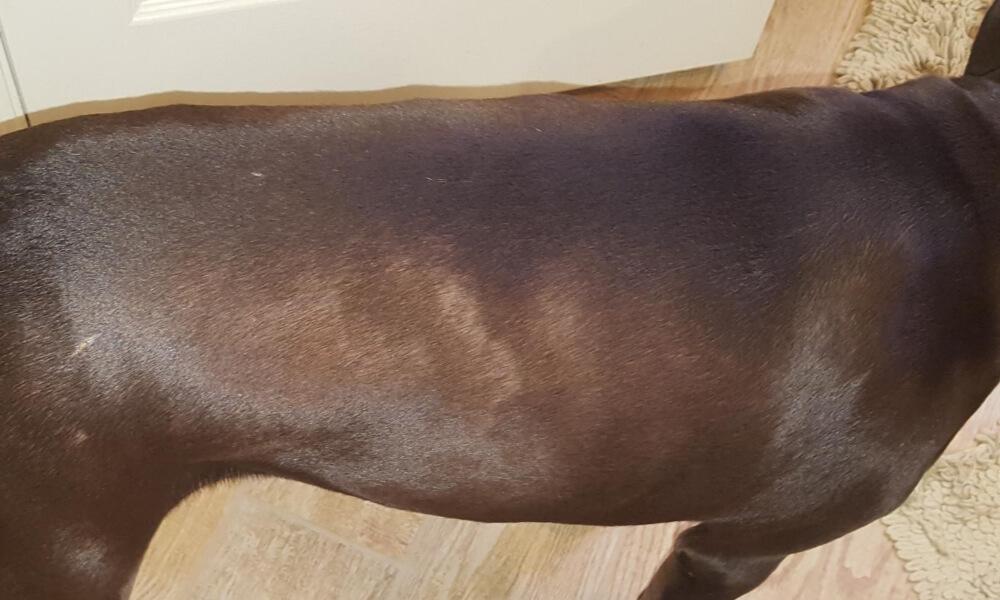 A szőrhullás okai különböző betegségek lehetnek