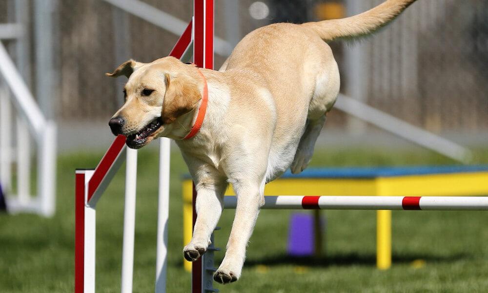 Gyakorlatozó labrador kutya