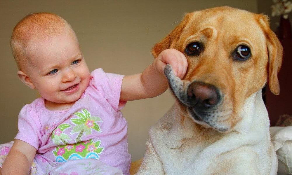 Labrador retriever: a tökéletes családi kutya