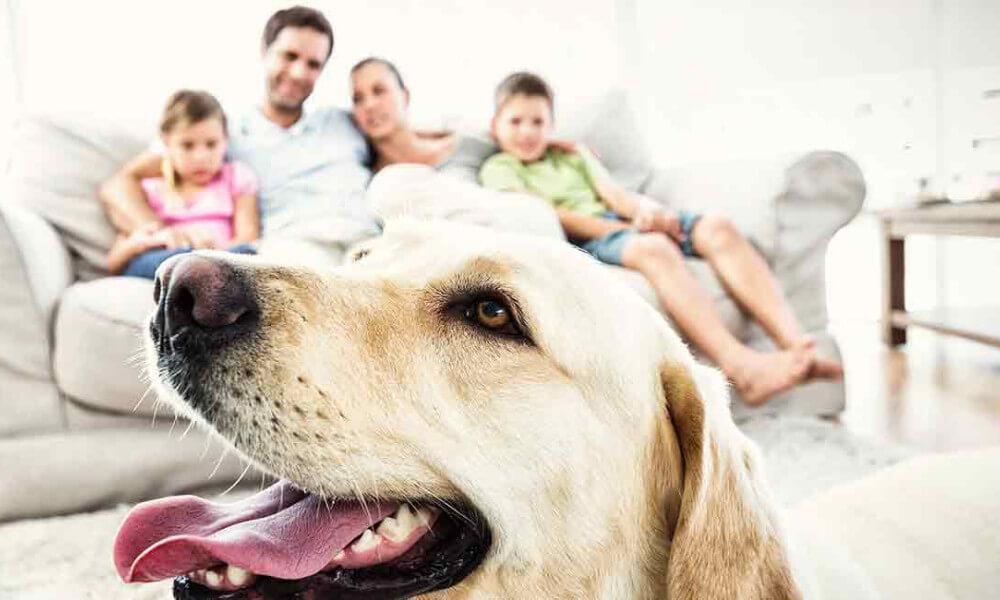 Labrador: a család üdvöskéje