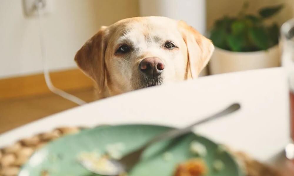 A labrador helyes etetése