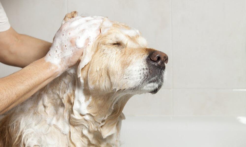 Labrador fürdetés otthon