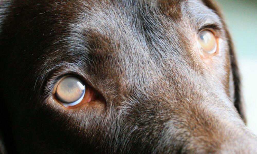 Labrador retriever az állatorvosi rendelőben