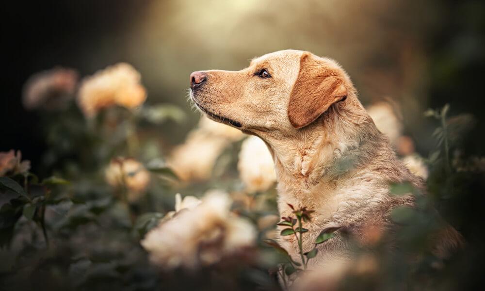 Fekete labrador retriever: ez a szín is a fajta sztenderdjei közé tartozik