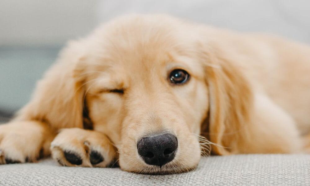 A labrador rossz tulajdonságaiból nincs túl sok
