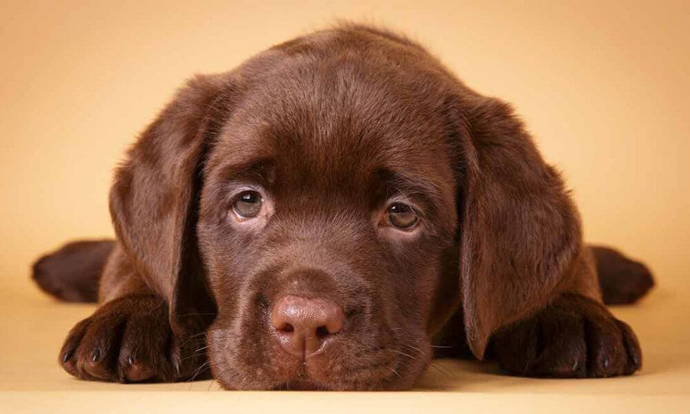 Cuki kis labrador kölyök kutya