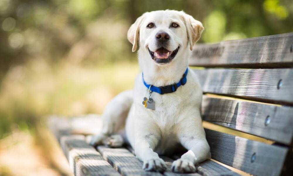 Labrador retriever