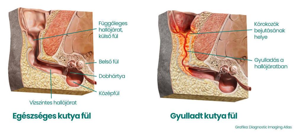 A kutyák fülének felépítése