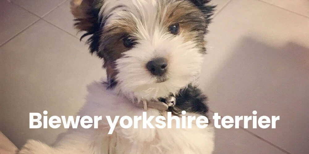 Biewer yorkshire terrierek - a fajta leírása és ápolása