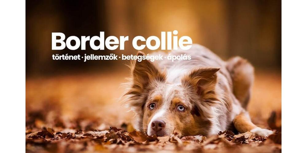 Border collie - tényleg a legokosabb kutyafajta?