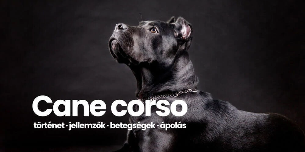 Cane corso - minden amit tudnod kell erről a kutyáról