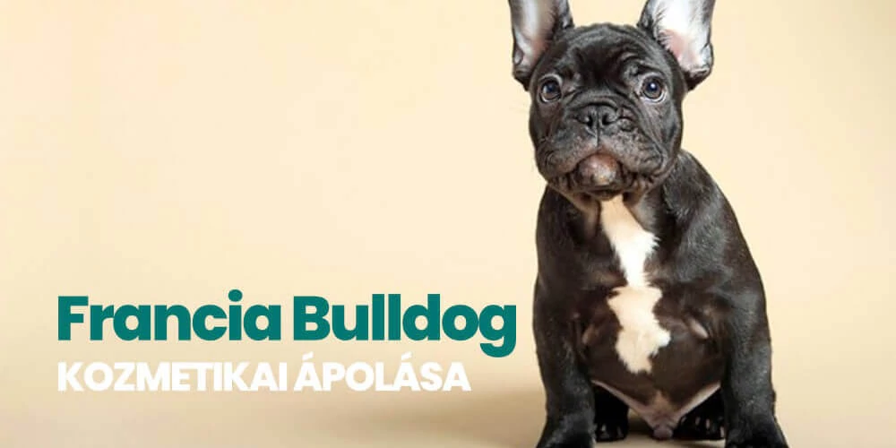 Francia Bulldog ápolása lépésről lépésre