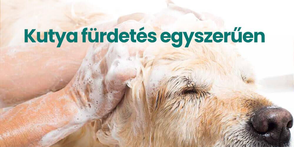 Kutya fürdetés 6 egyszerű lépésben