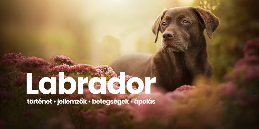 Labrador retriever - tudj meg mindent róla most!