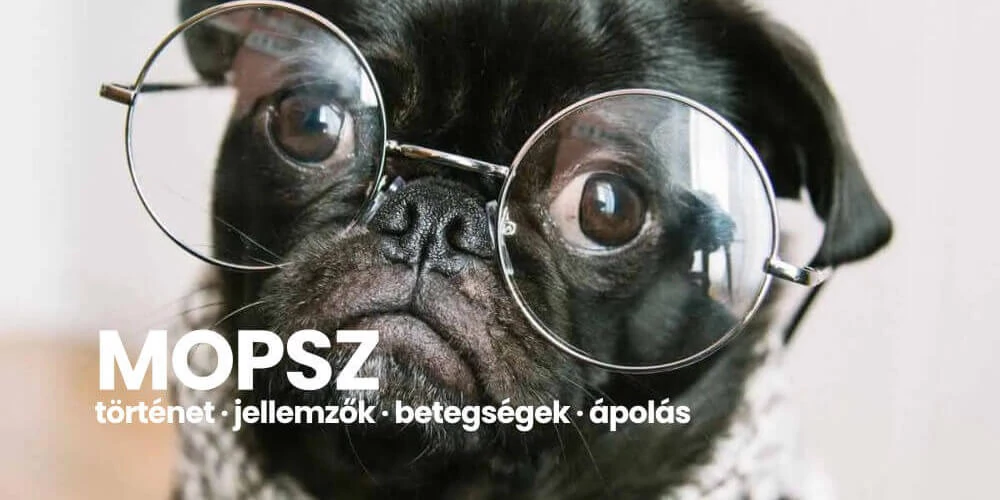 Mopsz - a kis bohóc kutya ismertetője és ápolása