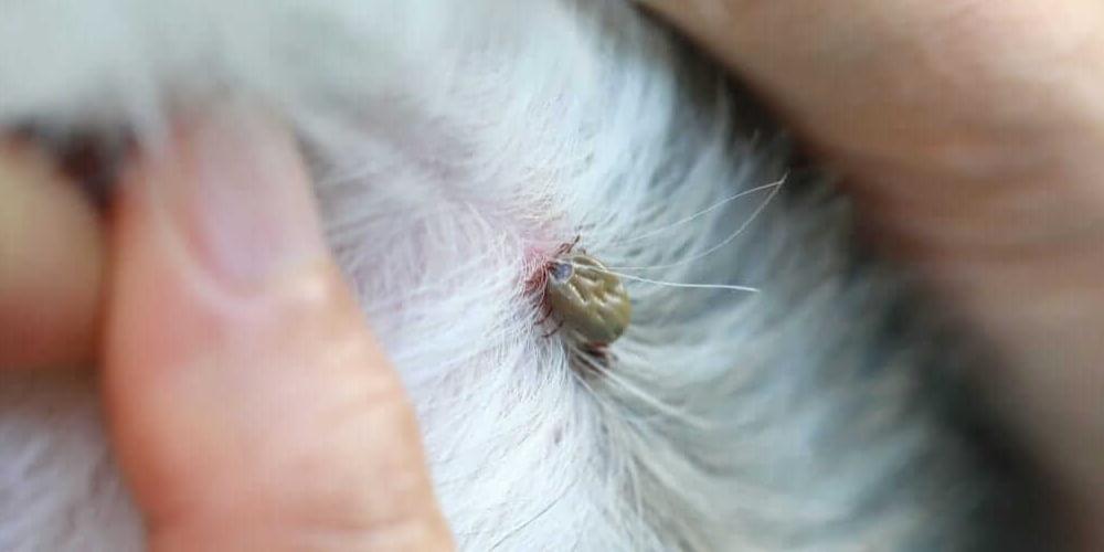 Kullancs a kutya szőrében