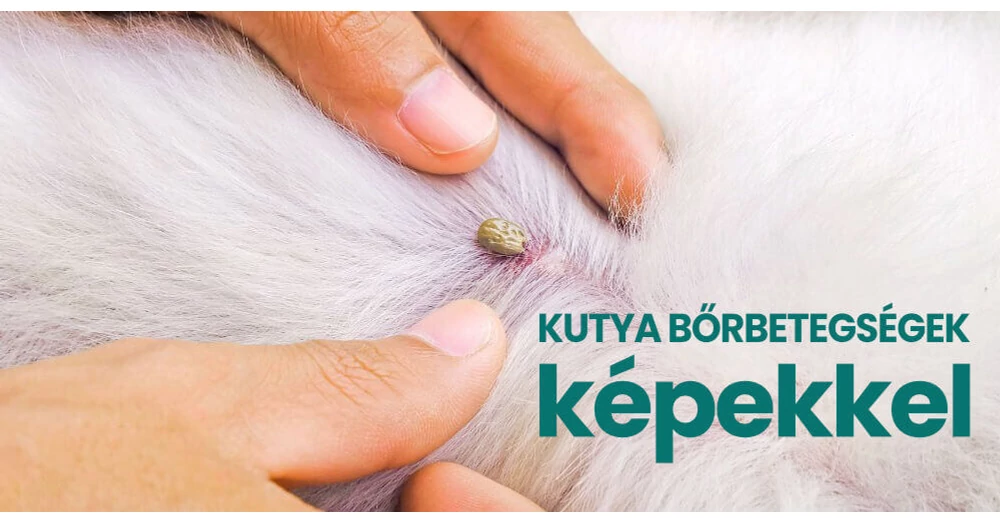 Kutya Brbetegsegek Kepekkel