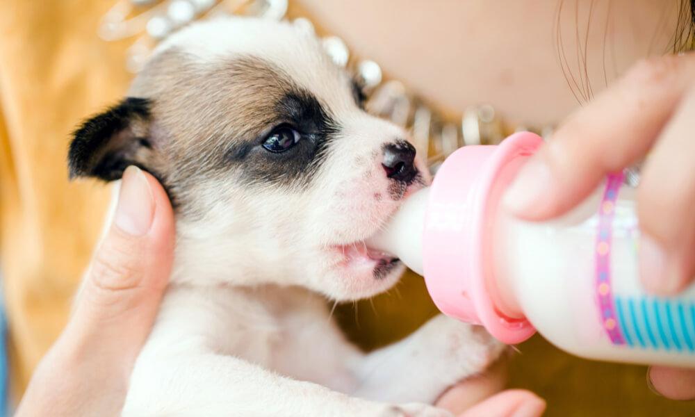 Kiskutya etetés 6 hetes korban