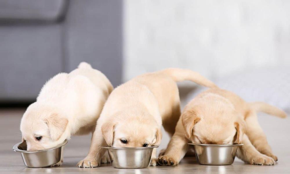 Kölyök etetése - 1 hónapos kortól könnyen emészthető tápanyagdús étrenddel