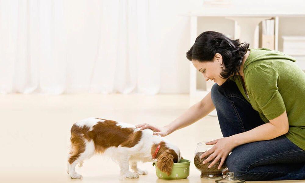 Kutya etetése megfelelő mennyiségű eledellel