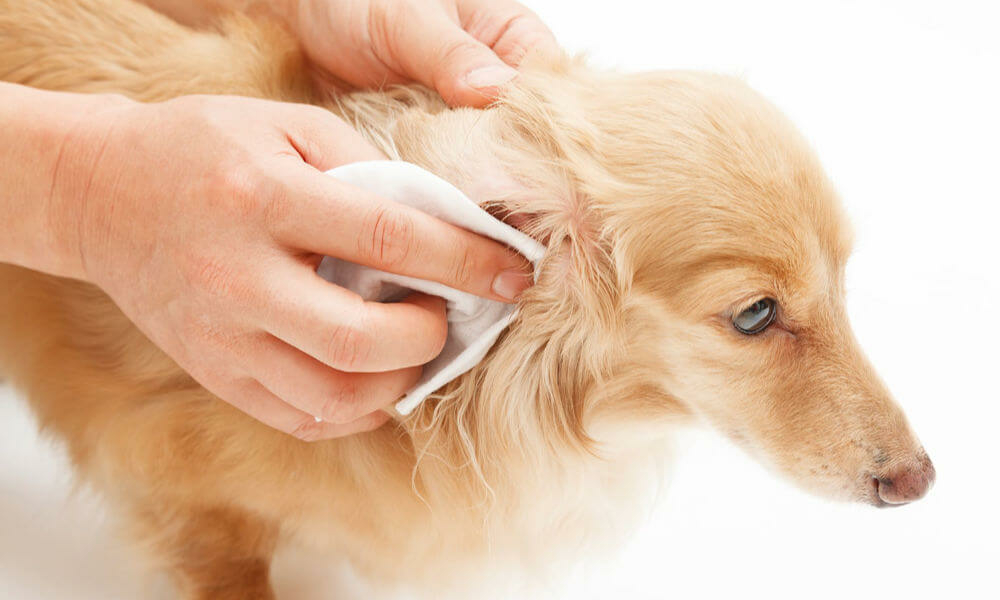 Fültisztítás a kutya fülgyulladás megelőzésére