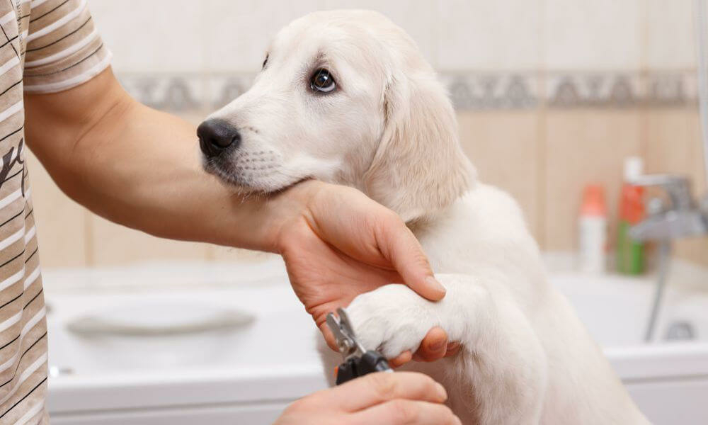 Kutyakozmetika: Kutya körömvágás