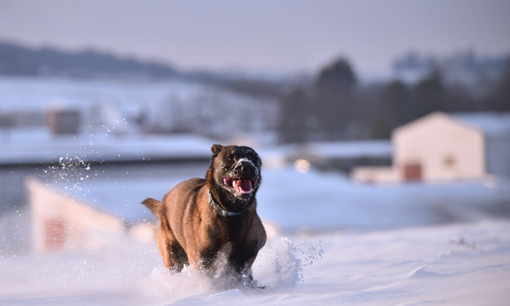 Kutya izületvédelem télen