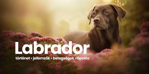 Labrador retriever - tudj meg mindent róla most!