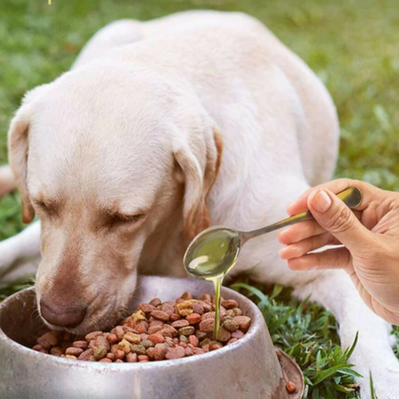 Adagold ezeket a természetes táplálékkiegészítőket kutyusod eledelébe!