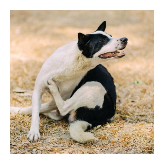 Természetes bőrregeneráló kutyasampon allergiás kutyáknak