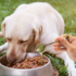 Kép 6/6 - Adagold ezeket a természetes táplálékkiegészítőket kutyusod eledelébe!