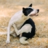 Kép 3/5 - Természetes bőrregeneráló kutyasampon allergiás kutyáknak