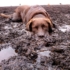 Kép 2/4 - Természetes mélytisztító kutyasampon koszos bundára