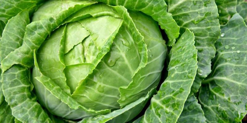 Káposzta kutyáknak