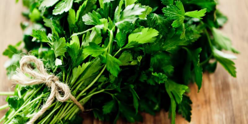 Petrezselyem kutyáknak