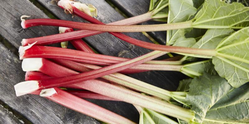 Rebarbara kutyáknak